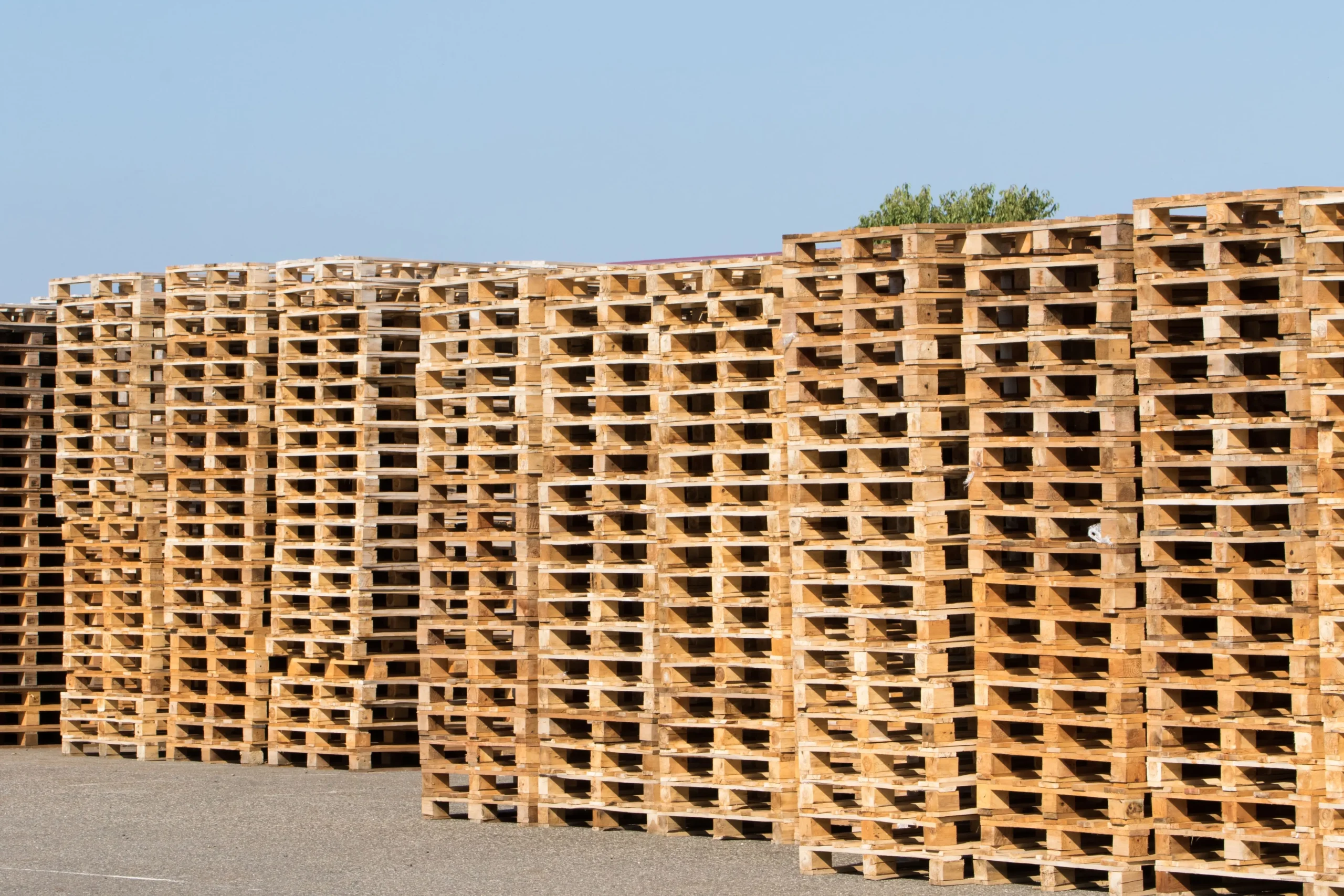 Wysokie stosy drewnianych palet układane na zewnątrz pod niebieskim niebem.