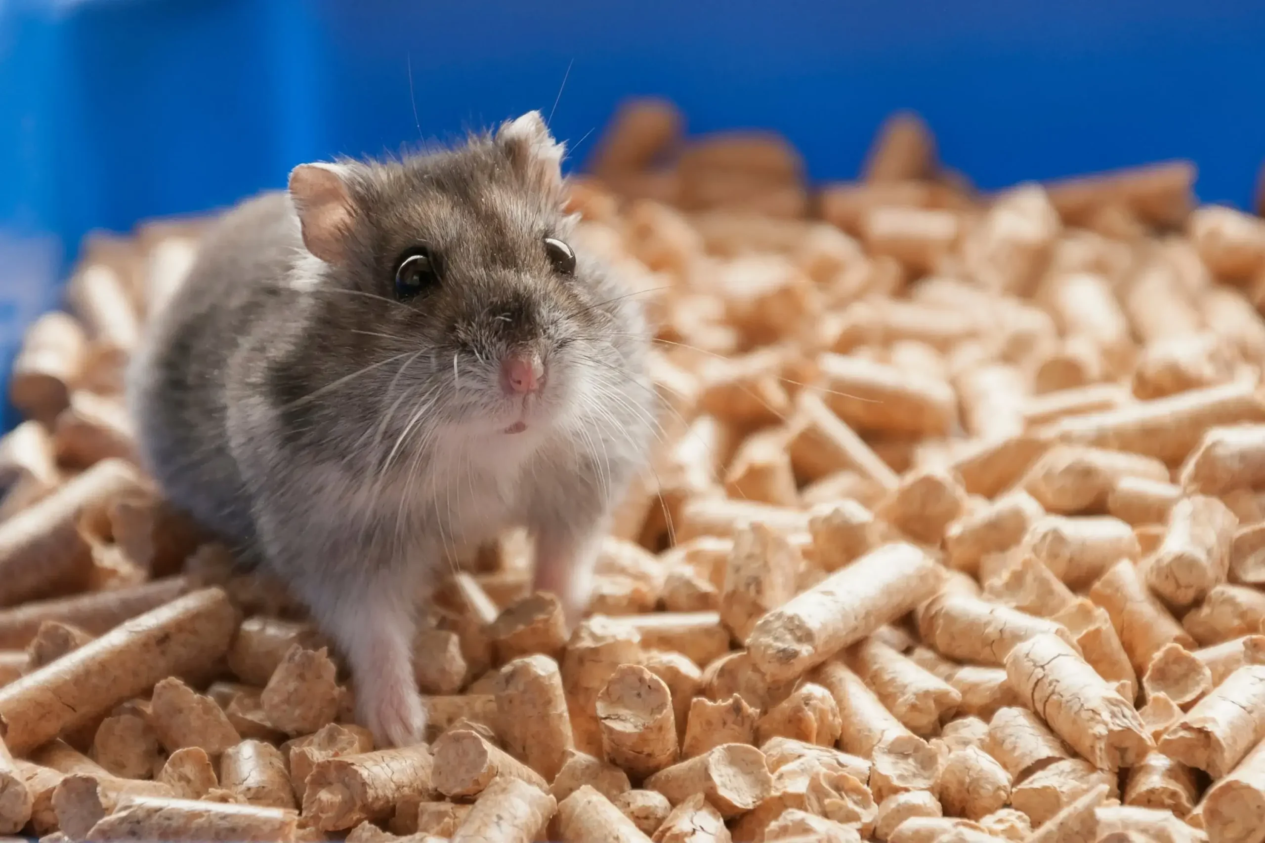 Szary chomik na tle niebieskiego pojemnika, wśród jasnego pelletu.