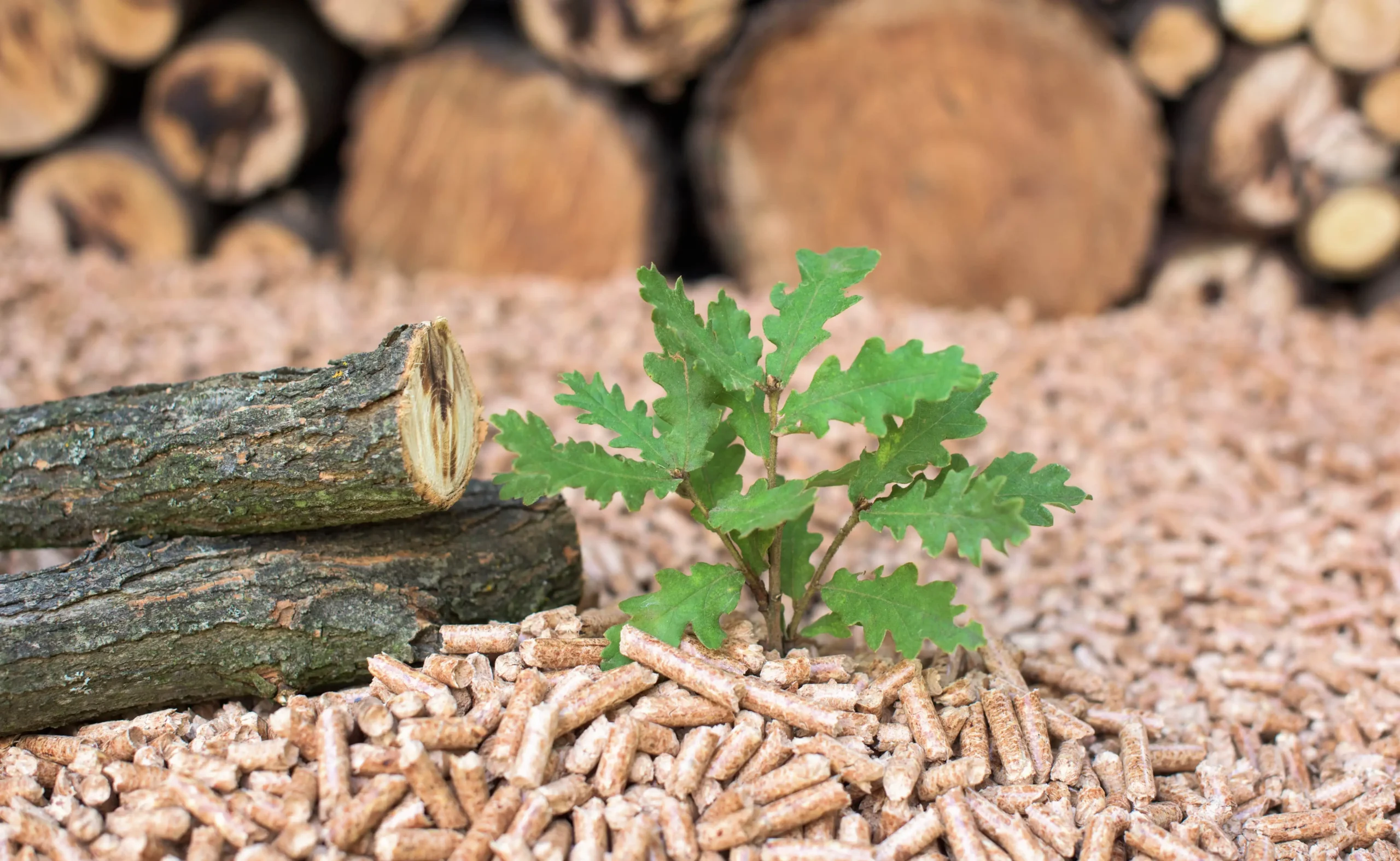 Młody dąb wyrastający między pelletami, na tle stosu drewna.