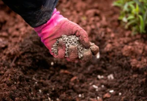 Różowa rękawiczki nad ziemią trzyma pellet drzewny jako nawóz, wzmacniający uprawy.