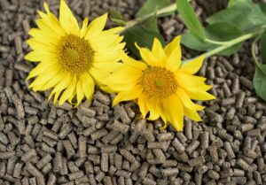 Dwa kwiaty słonecznika położone na ciemnym granulacie pelletu, co może symbolizować biomasę pochodzenia roślinnego.