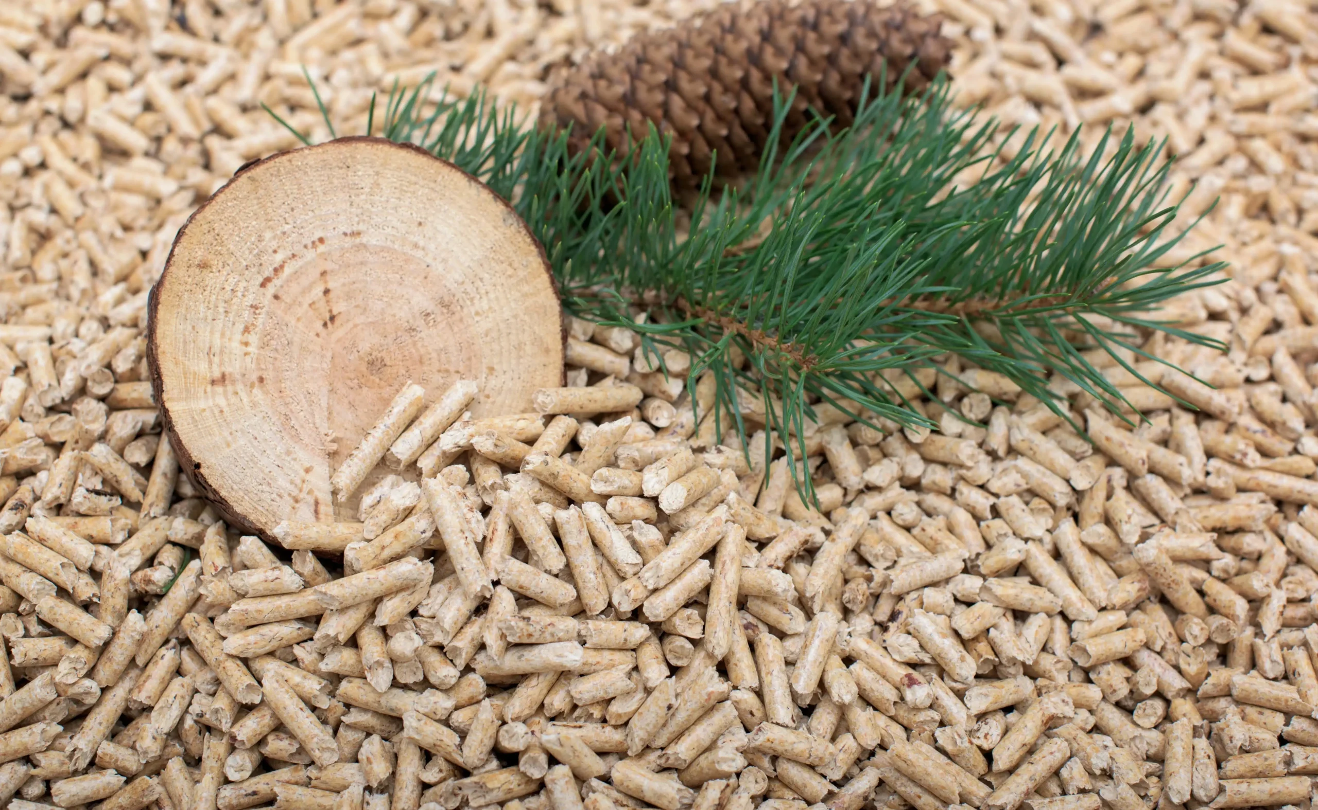 Przekrój pnia sosny, szyszka i gałązka sosny na tle jasnego pelletu sosnowego.